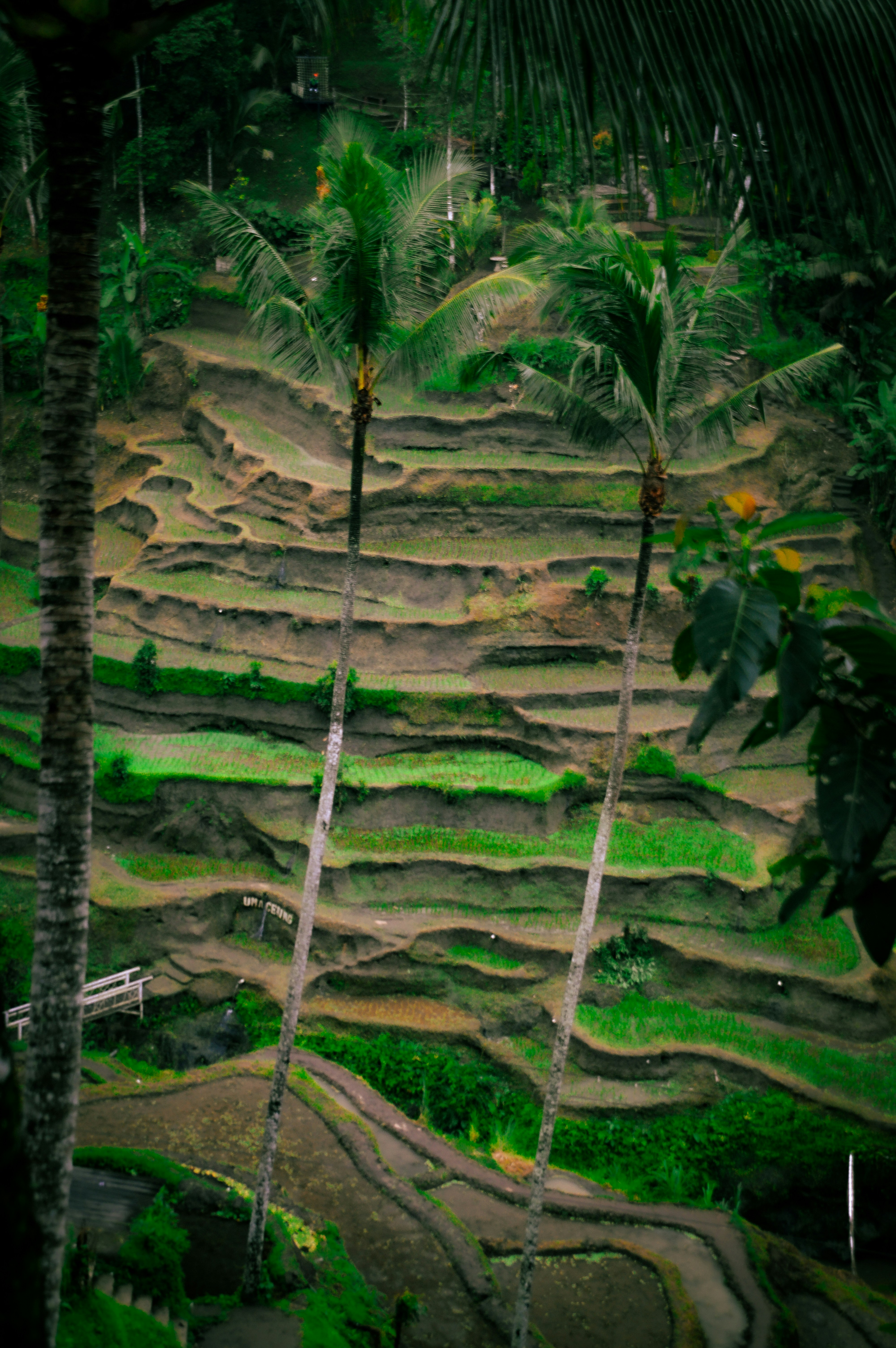 KINTAMANI, WATERFALL & RICE TERRACES – TRANSFER TO UBUD — Ubud
